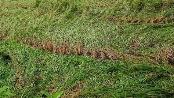 গাইবান্ধায় ঝড়-বৃষ্টিতে ফসলের ক্ষতি, দুশ্চিন্তায় কৃষক