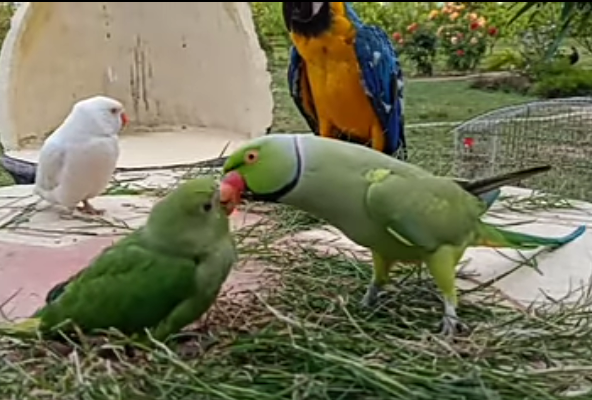 স্বপ্নবাজদের স্বপ্ন পূরণের দিন বিশ্ব ভালবাসা দিবস