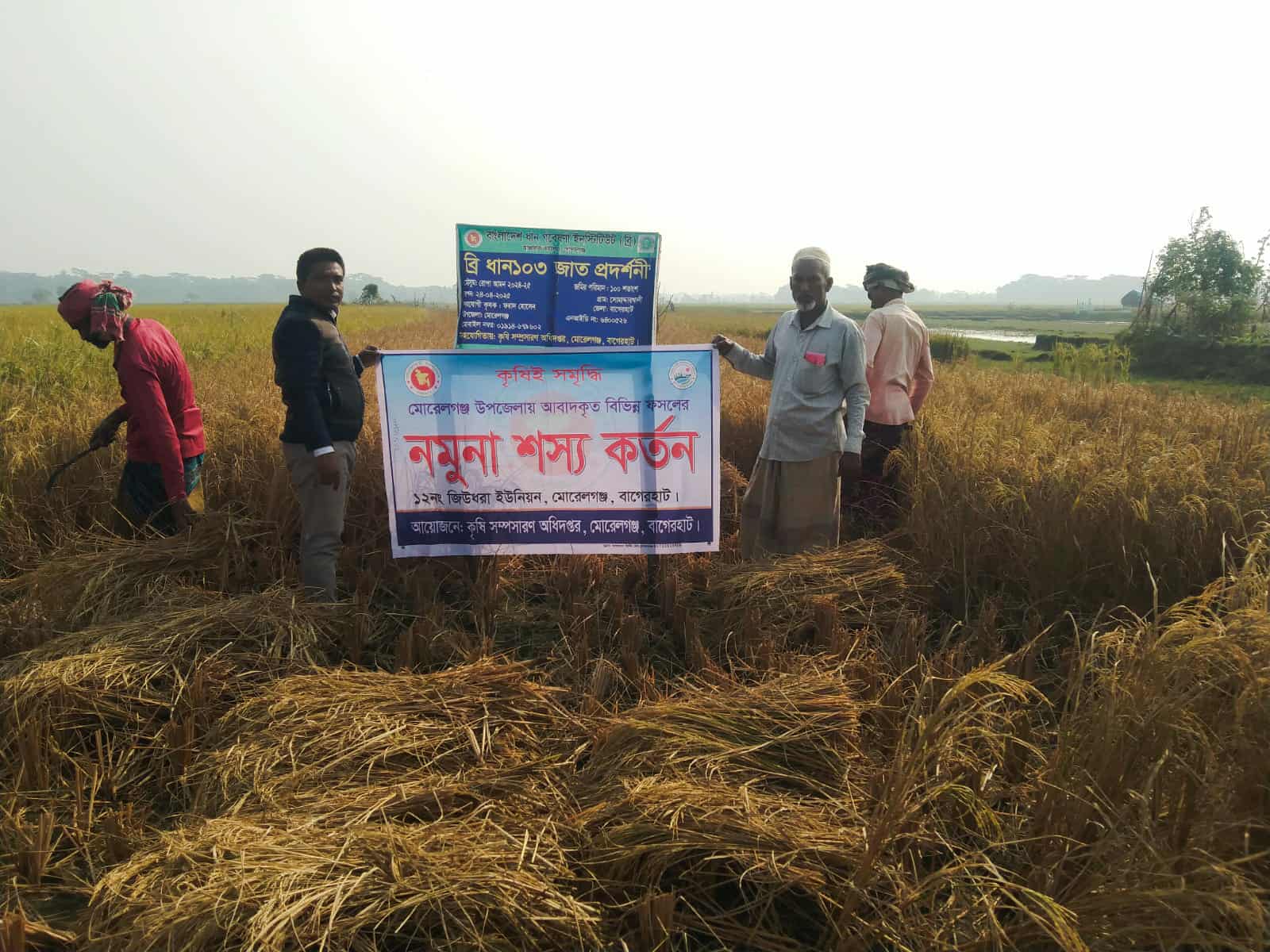 মোরেলগঞ্জে আমন ধানের বাম্পার ফলন