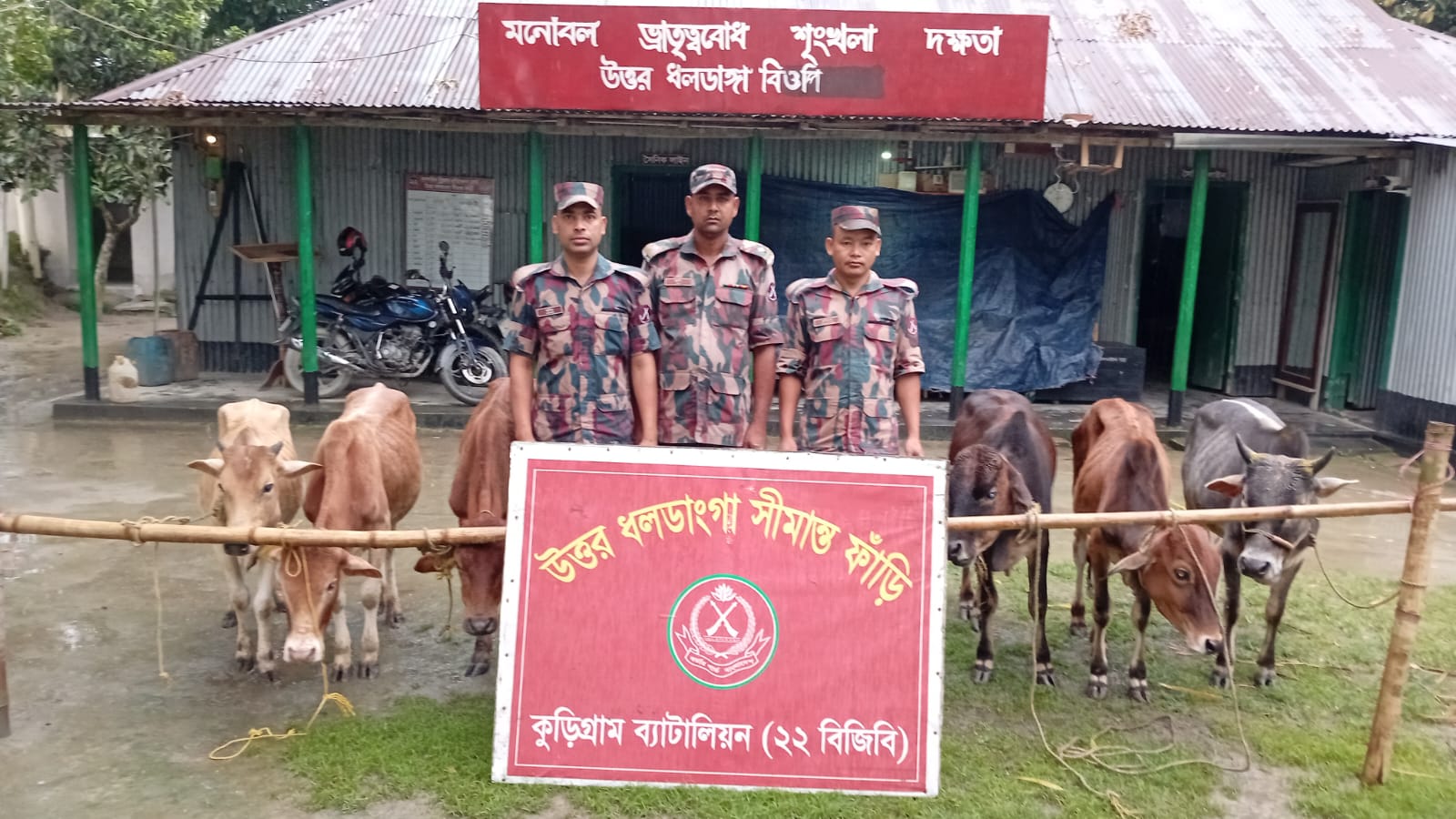 কুড়িগ্রাম সীমান্তে বিজিবির সাঁড়াশি অভিযান, আটক গবাদিপশুসহ চোরাচালানি পণ্য