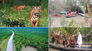 বিশ্ব ঐতিহ্য সুন্দরবনে জলবায়ুর কষাঘাত, বিপন্ন উপকূলের জীবন