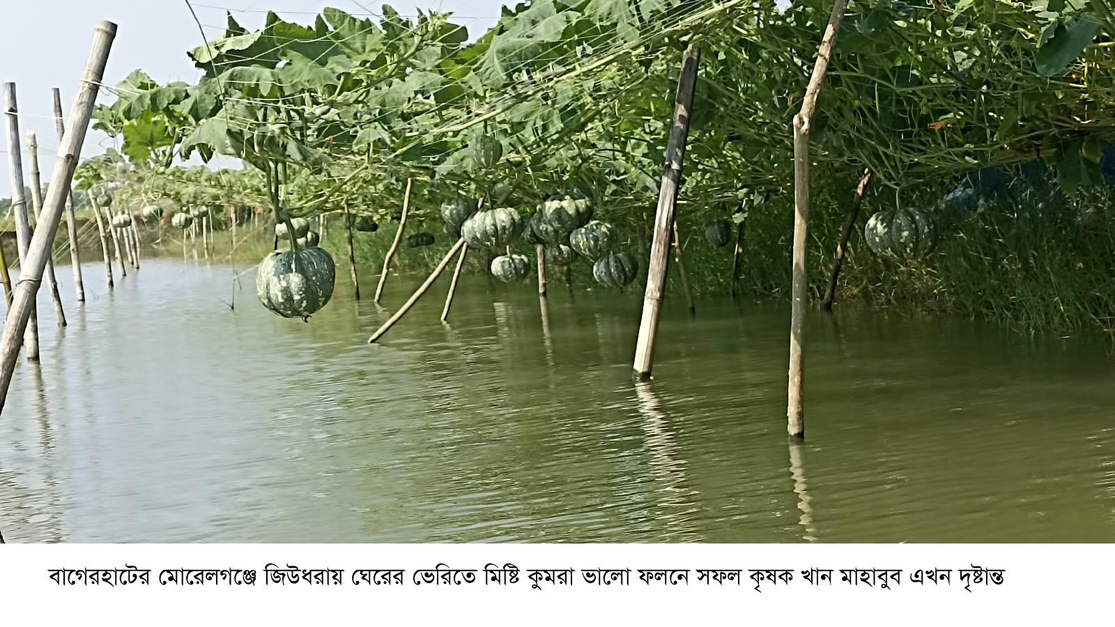 ঘেরের ভেড়িতে তরমুজ-কুমড়ার বাম্পার ফলন, তাক লাগালেন তরুণ উদ্যোক্তা